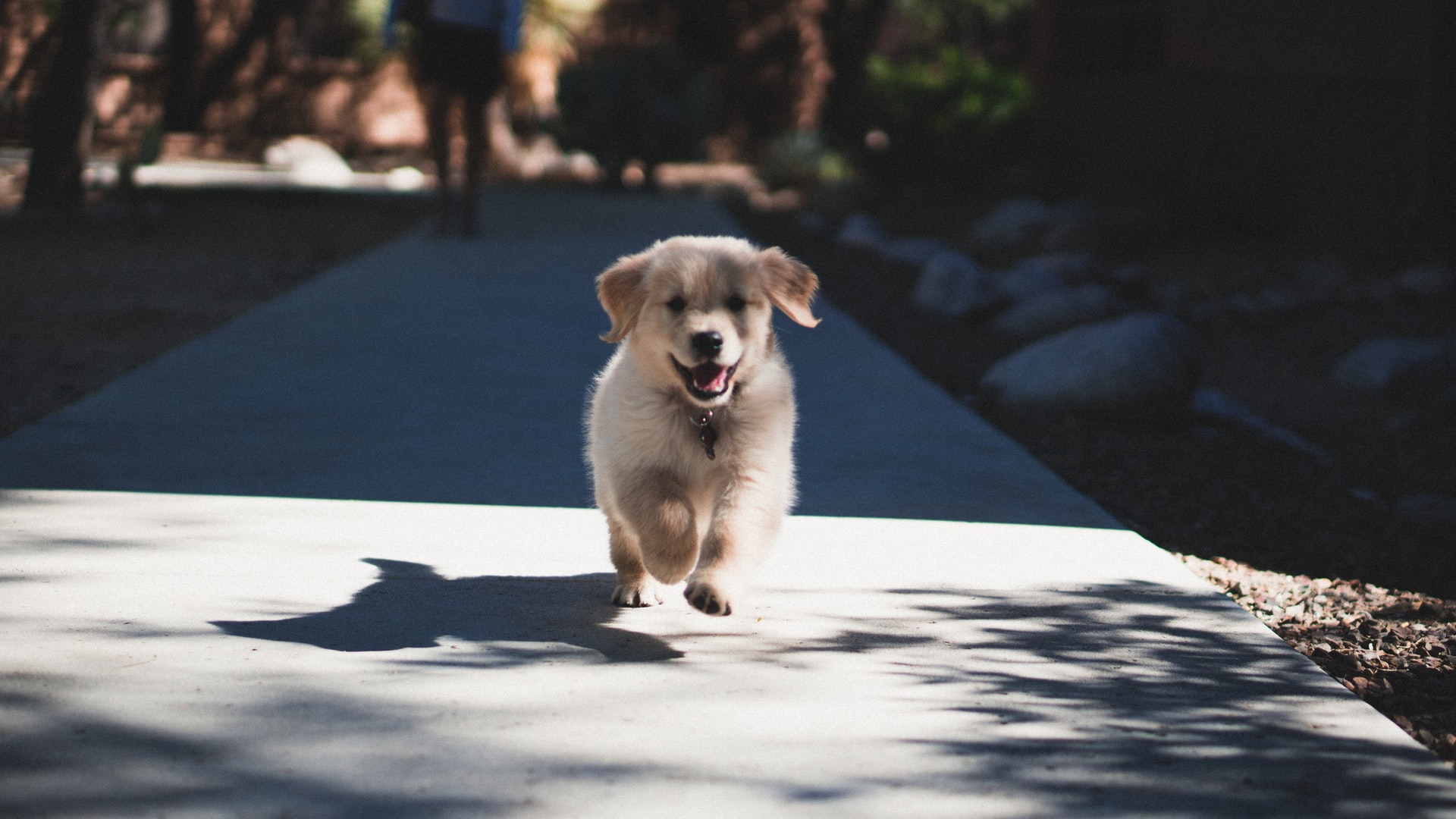 Working from home prompted 50% to adopt pets. Photo by Andrew Schultz via Unsplash