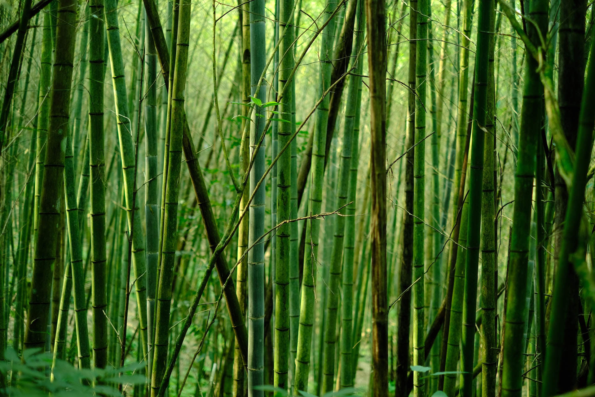 Bamboo is a great sustainable material. Photo via Unsplash