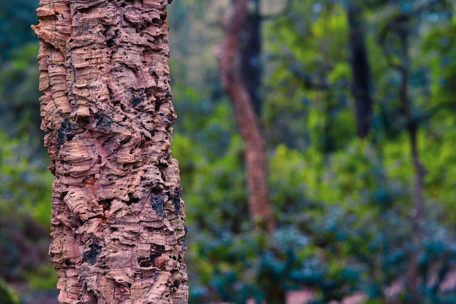 Cork tree sustainable material. Photo via Unsplash